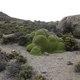 Illustration for article titled The Oldest Living Things in the World